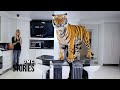 Worlds most dangerous pets  living with supersize pets  full documentary  omg stories