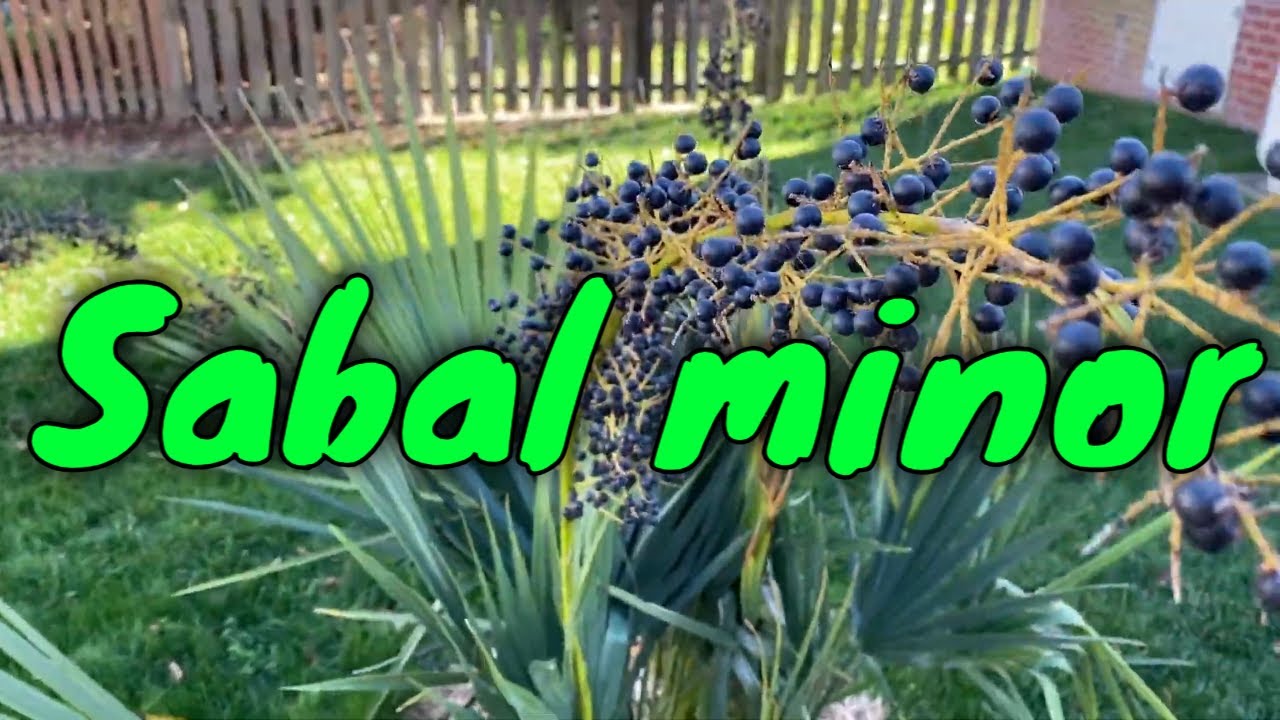 Dwarf palmetto (Sabal minor) Ripe Seeds