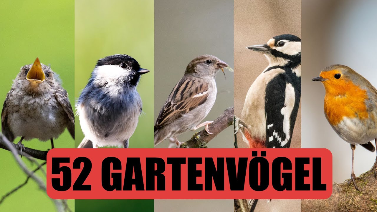52 häufige Gartenvögel | Gesang, Aussehen und mehr