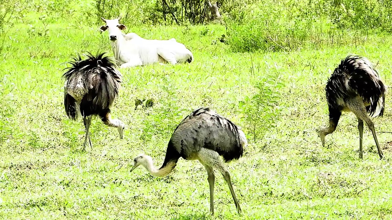 GREATER RHEA (RHEA AMERICANA), EMA, It is the largest species of existing birds in Brazil.