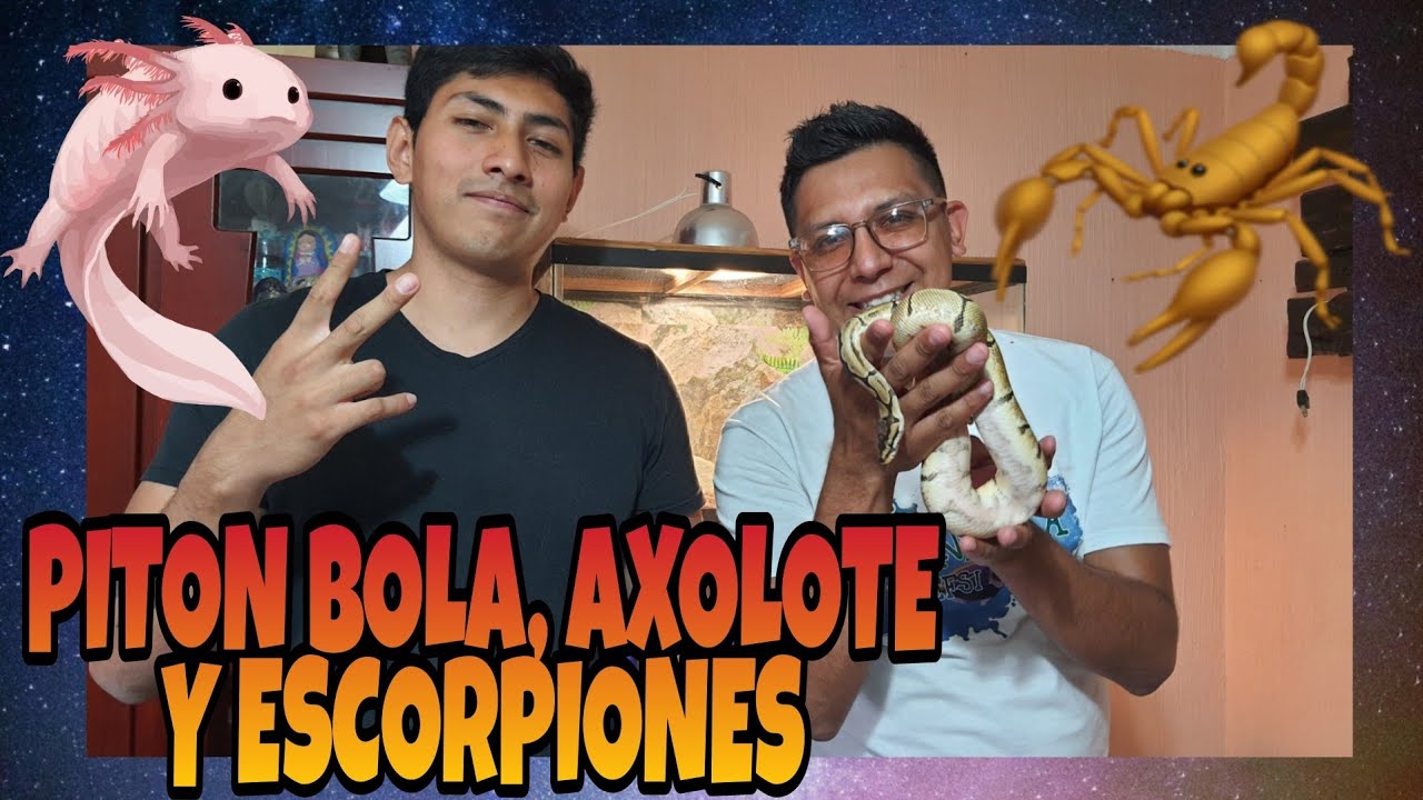 PITON BOLA FASE SPIDER, AXOLOTE Y ESCORPIONES