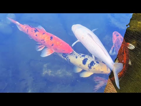 Карпы кои. Cyprinus rubrofuscus. Koi-Karpfen. 鯉  , コイ.