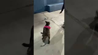 Leona nas olimpíadas 2026 🇧🇷 #americanbully #leona #petlover #olimpiadas #2026