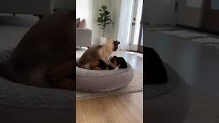 One More Move… And It’s Over 😾🐶🔥 #funny #animals #rottweiler