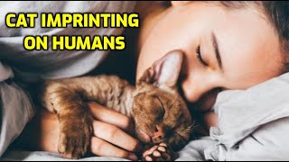 7 Signs Your Cat Has Imprinted On You