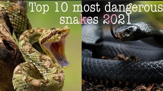 Top 10 most dangerous snakes in the world 2021 in English