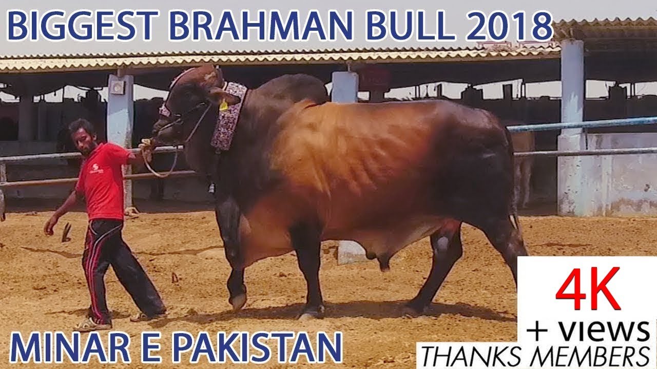 Minar E Pakistan I Surmawala Cattle Farm I Biggest Brahman Bull I 2018 I Beauty I Parrot Studio