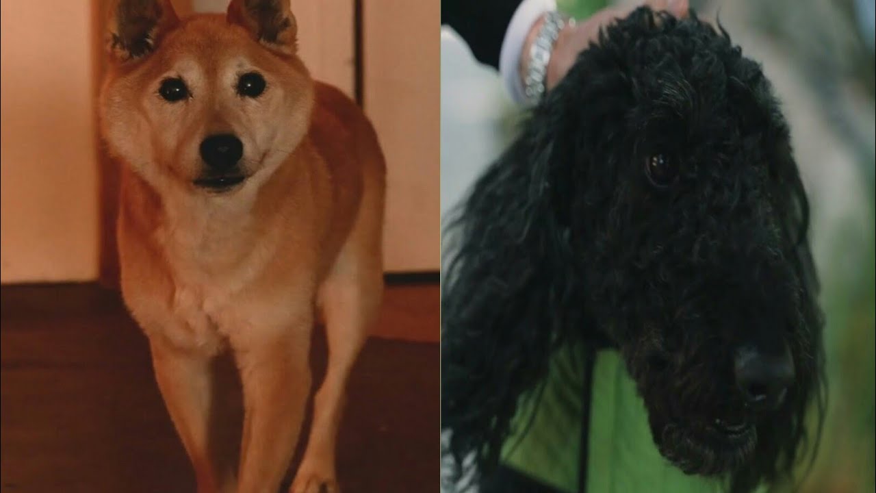 baby dog video, animal lover, pets,