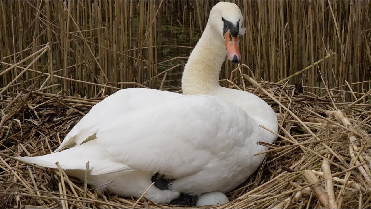 Mute Swan Lays First Enormous Egg Discover Wildlife Robert E Fuller