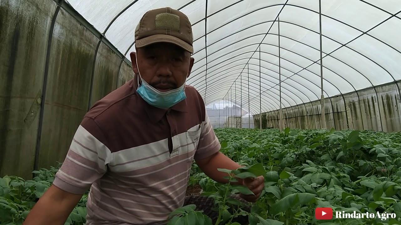 Pemeliharaan Pemuliaan Pembibitan