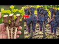 Stop Wasting Time On Cuttings Grow Grape Vines Faster With This Trick