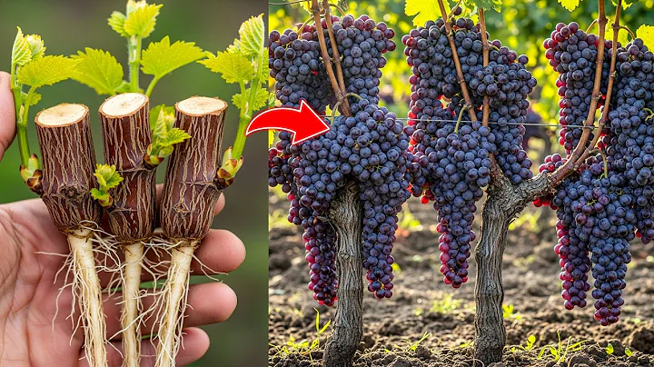 Stop Wasting Time on Cuttings — Grow Grape Vines Faster With This Trick!