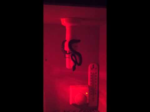 My baby murray darling python :)
