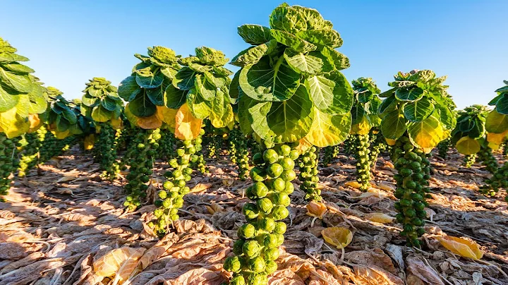 Beautiful Tiny Cabbage Farming And Harvesting | Amazing Brussel Sprout Cultivation Technology