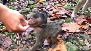 Poor Baby Monkey Lori Strong Relationship With Human, Lori Gifts Special Food.