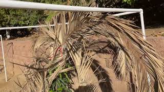 Protection For Mango Trees During Winter, Easy Project!