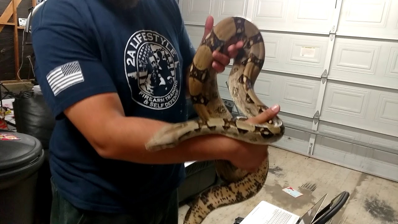 ball python breeders in ohio TGH playing with a Boa
