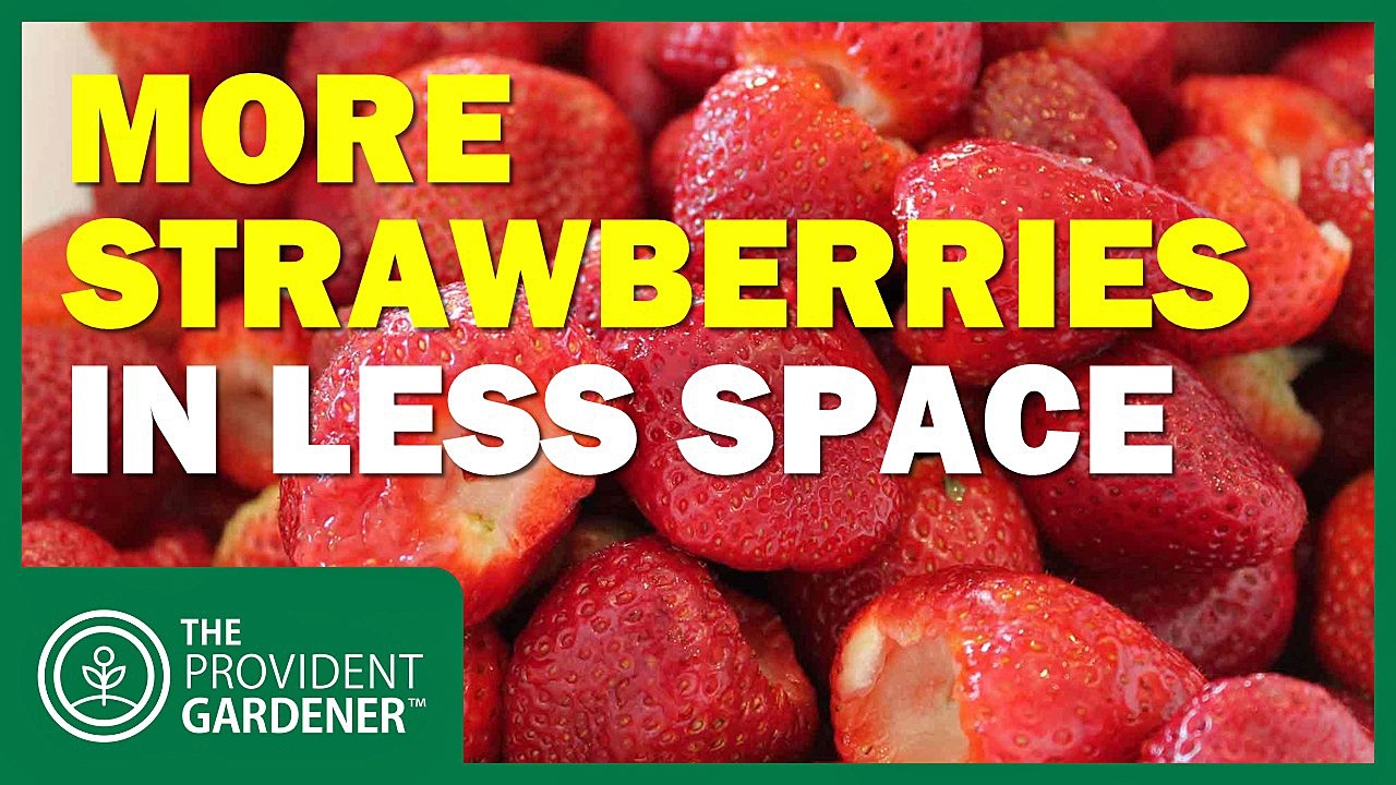 Вырастите 30 кустов клубники на 4 квадратных футах! Вертикальное садоводство — это революционное ...