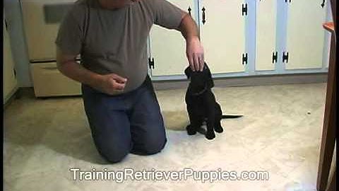 Training Retriever Puppies Luring to start new actions