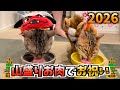 年明けの初ご飯をお肉だけにしたら、食欲が止まらないルトとロゼ
