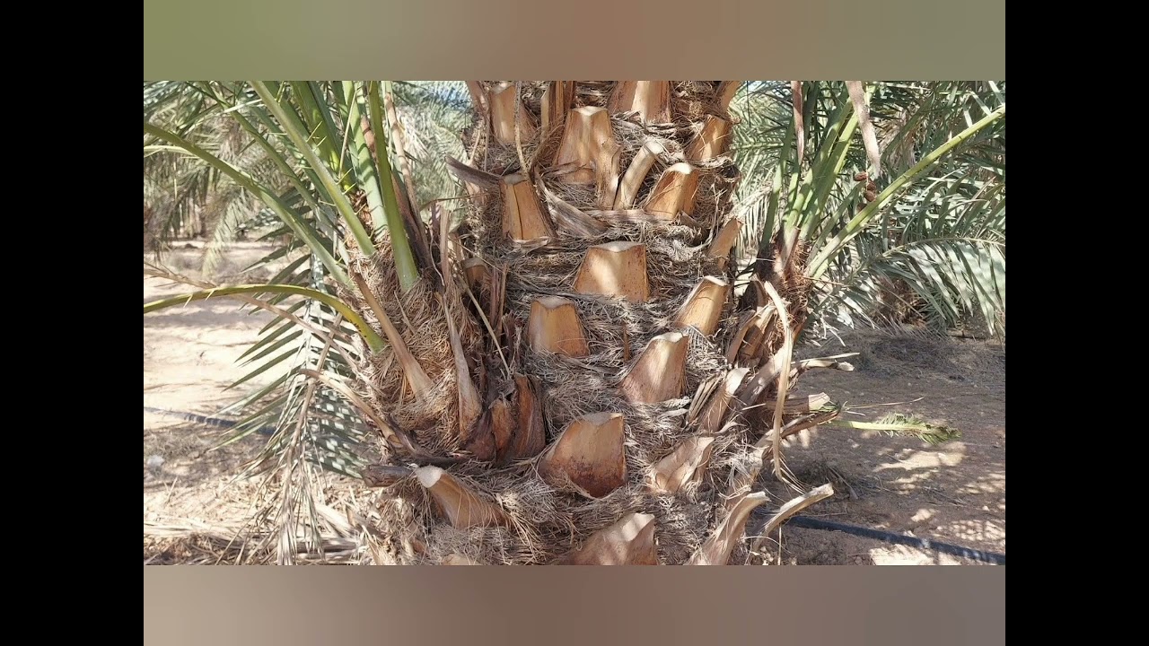 الرواكيب الهوائية على نخل مزرعتك | سرطان يأكل جسد النخلة 