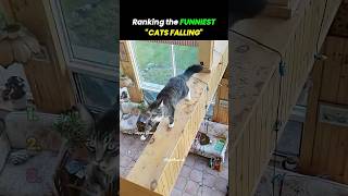 funny cats falling 🙀😻#catsoftiktok #cat #funnycats #funny #catvideos #usa