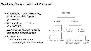 10 Primate Family Tree 1