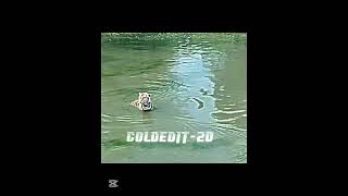 W Duck 🦆☠️ #trending #edit #duck #tiger #trollface #fyp #shorts #shortvideo #shorts