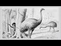 Giant Moa - Recently Extinct Animals