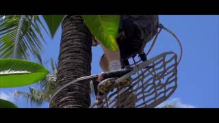 Maui Spikeless Palm Trimming (TEASER)