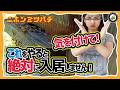 【探索蜂が巣箱に来ない5つの原因と対策】 気を付けて！ これをやると分蜂群が絶対に入居しません。 日本みつばちの養蜂 How to Beekeeping