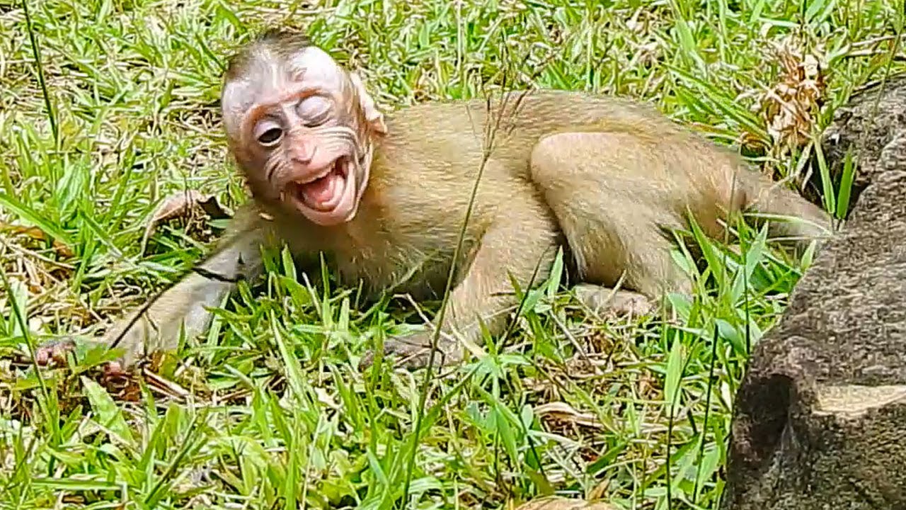 Like super glue! Baby Candy tight hug Calvin like tape glue/ Calvin strong remove till cry s-eizure