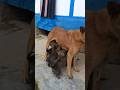 Lots of cute puppies drinking milk 🍼🥛🍼😍🥰😻🤩