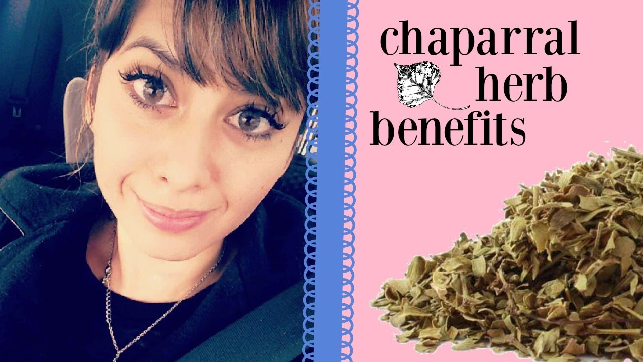 Chaparral Herb Benefits | Naturally Increase Circulation! - YouTube
