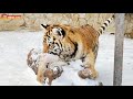 Не стоит недооценивать тигров - ярость у них концентрированная 😳 Тайган. Tigers life in Taigan.