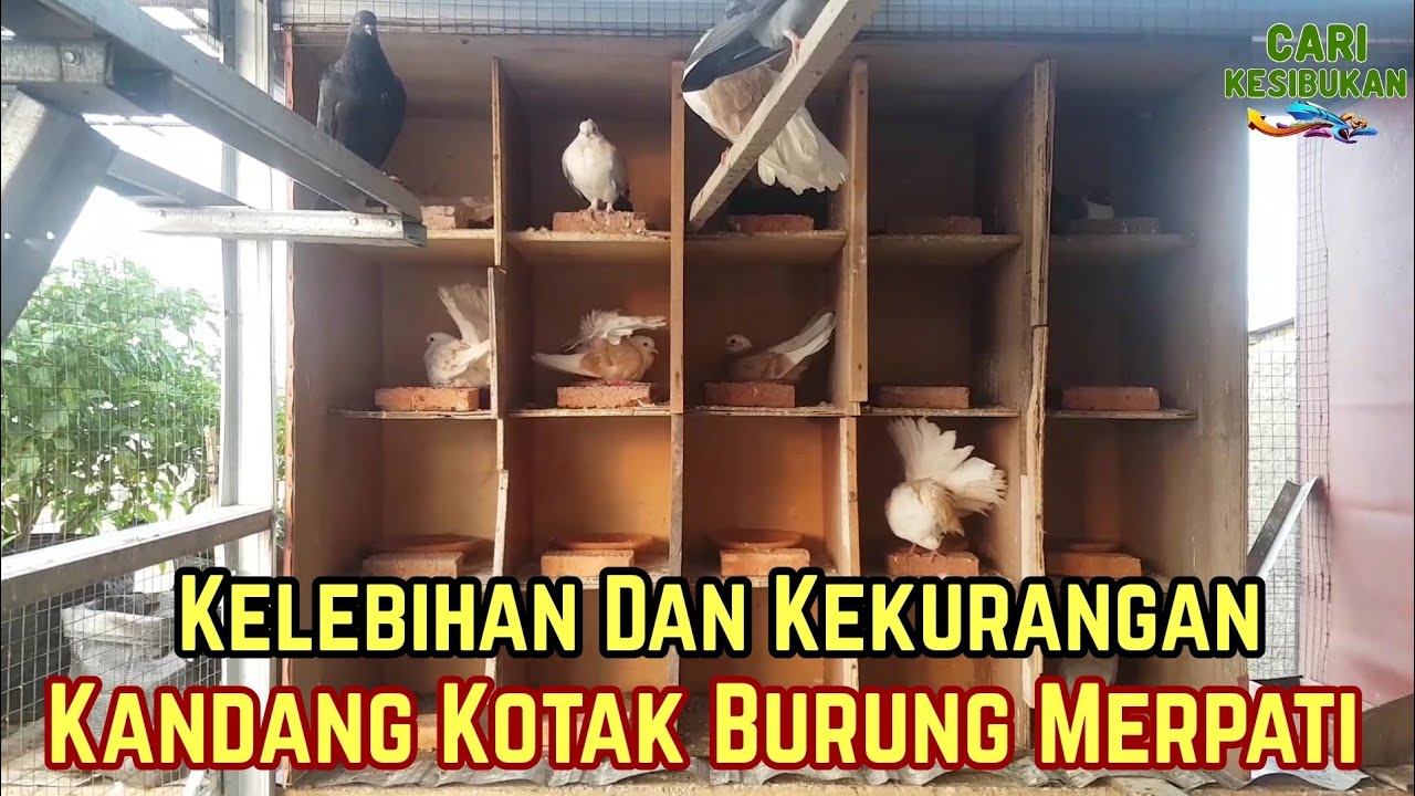 Kelebihan Dan Kekurangan Kandang Kotak System Koloni Burung Merpati