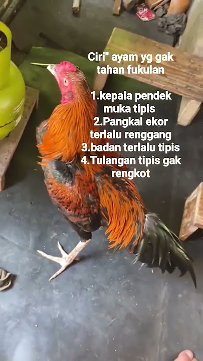 Ciri ayam gak tahan pukul