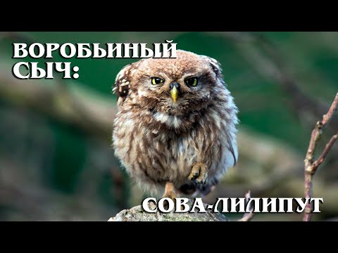 ВОРОБЬИНЫЙ СЫЧ: Очень маленькая, но гордая сова | Интересные факты про сов, птиц и животных планеты