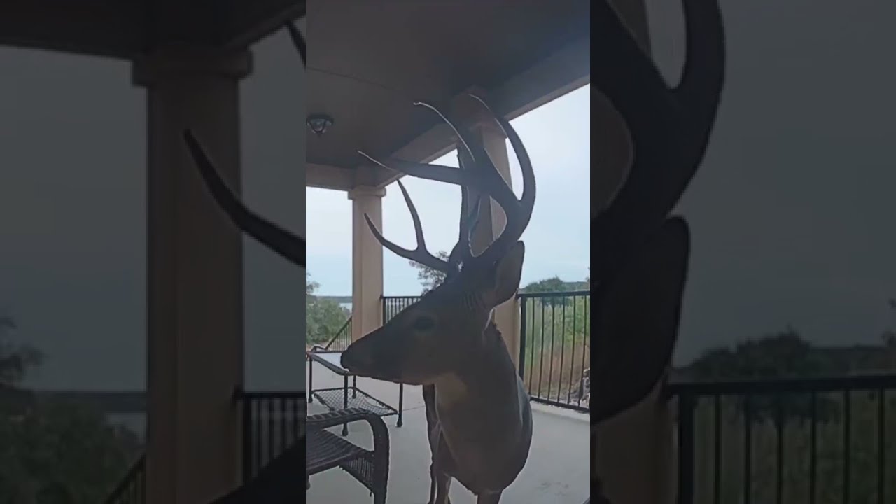 What do you think this deer was trying to say to the Ring Video Doorbell? 