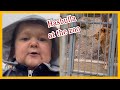 Mini hasbulla at the zoo  