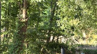 276. Sasquatch encounter interview and ride around.  Guía