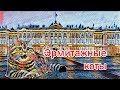 День эрмитажного кота 2017