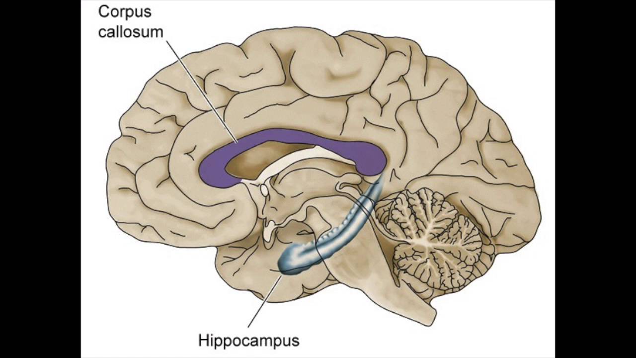Повреждение гиппокампа. Гиппокамп и миндалевидное тело. Гиппокамп головного мозга анатомия. Мозолистое тело Corpus callosum.