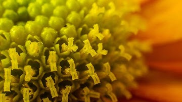 FOTGA macro extension tube M4/3 - review & flickr images 4K