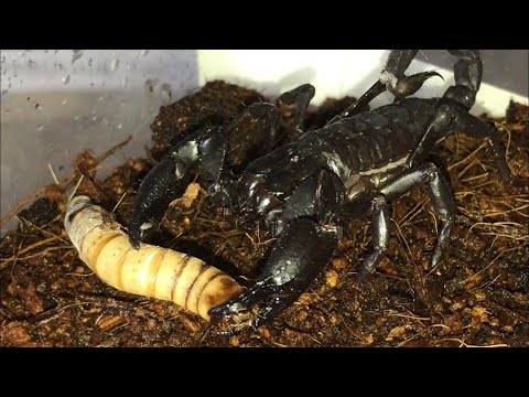 Video: Hoe Komt Een Schorpioen Aan Eten?