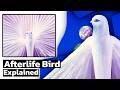 Fever Dream Bird Explained 