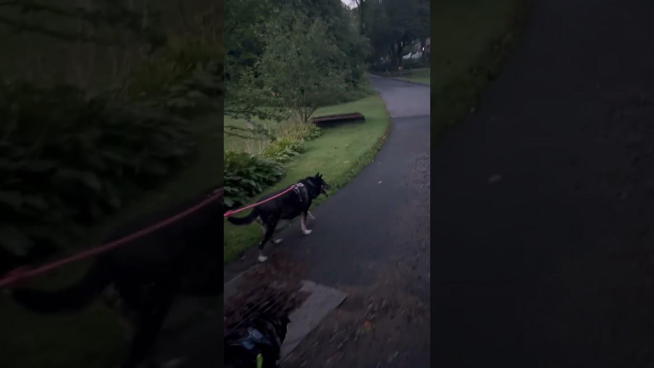 Walking with Dogs......Drill Sergeant Gunny Full Metal Jacket Discussion