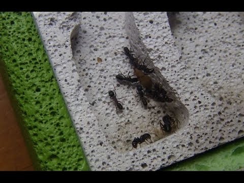 How to a Catch Wild Colonies Brood for Brood Boosting