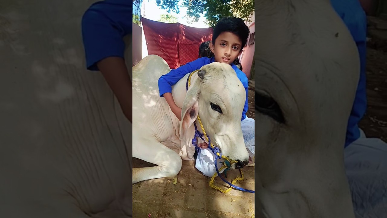 Cow jane wali he 😥😥 Last day🥺 