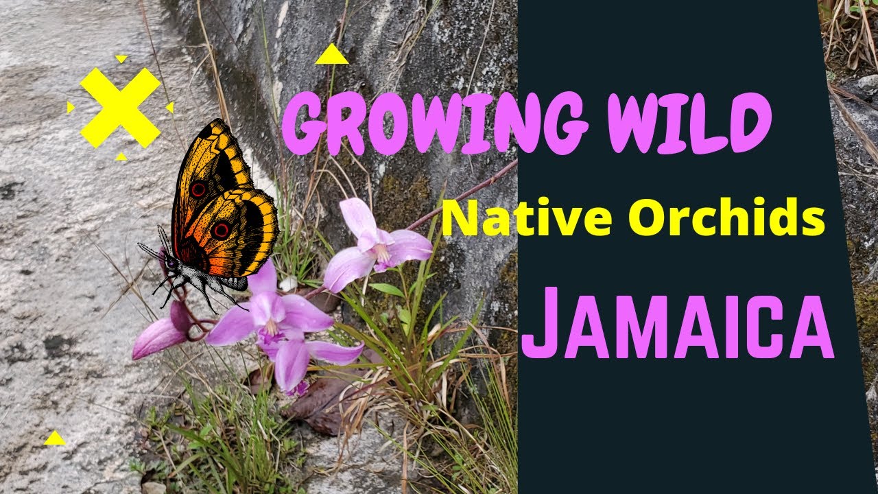 Growing wild Native Orchids of Jamaica YouTube